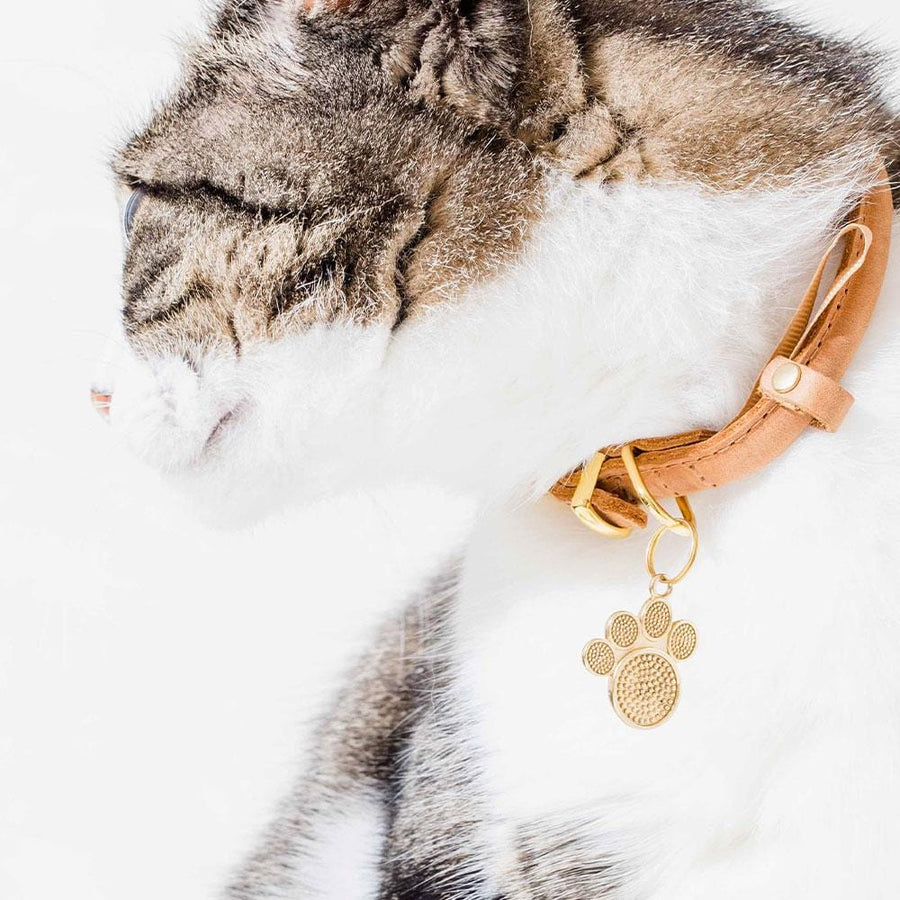 Cat wearing Moonglow Pet Tag in Gold